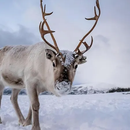 The Polar Throne - With Breathtaking Views Lägenhet Tromsø